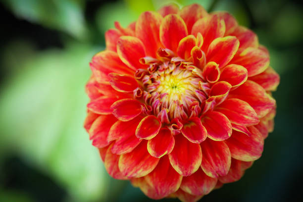 Eine prachtvolle Dahlie präsentiert ihre leuchtend roten Blütenblätter, die sanft in gelbe Spitzen übergehen. Im Zentrum der Blüte schimmert ein helles Gelb, das die warmen Farben der äußeren Blütenblätter harmonisch ergänzt. Die Symmetrie der Blüte und die perfekte Anordnung der Blätter verleihen ihr eine faszinierende Struktur. Der Hintergrund ist in sanften Grüntönen gehalten, was die Dahlie noch mehr in den Fokus rückt und ihre Farben intensiv zur Geltung bringt.