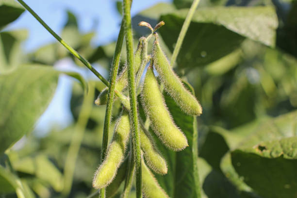 istock Soybeans in field 2178006289