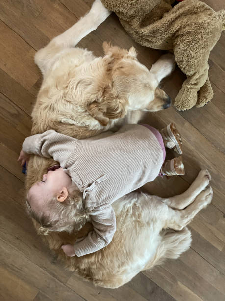 istock Napping Toddler Girl laying on Dog 2178006764