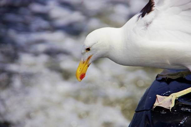 Sea bird in action