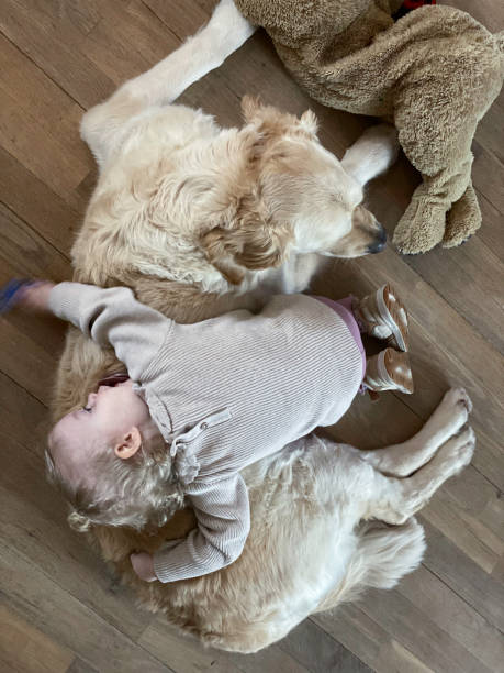 istock Napping Toddler Girl laying on Dog 2178006792