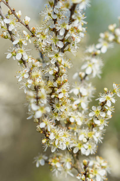 istock Tiny white flowers on a tree branch in early spring in the sun 2178007914