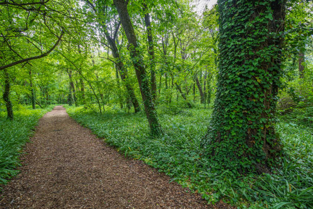 istock Bark-covered footpath in the forest, between green trees, in early spring, in the sun 2178007984