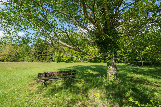 istock Lonely bench in a green meadow next to a big tree in the sun 2178008019