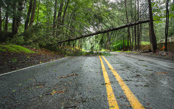 istock Tree topples onto Poconos highway. Rural Pennsylvania road obstructed by massive fallen trunk and branches. 2178008103