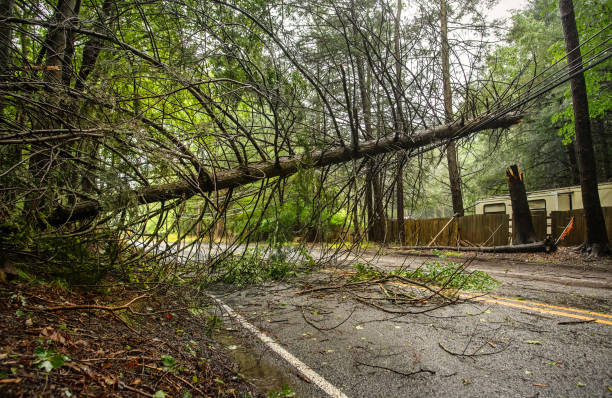 istock Tree topples in Poconos storm. Blocked forest road disrupts campground access in Pennsylvania woods. 2178008108