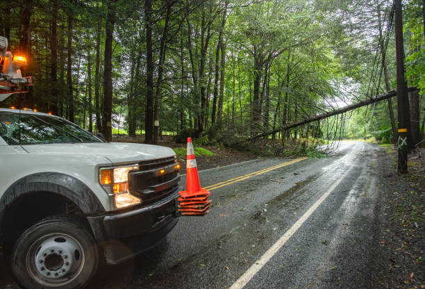istock Clearing storm debris from forest road. Utility crew responds to fallen tree in rainy Poconos. 2178008114