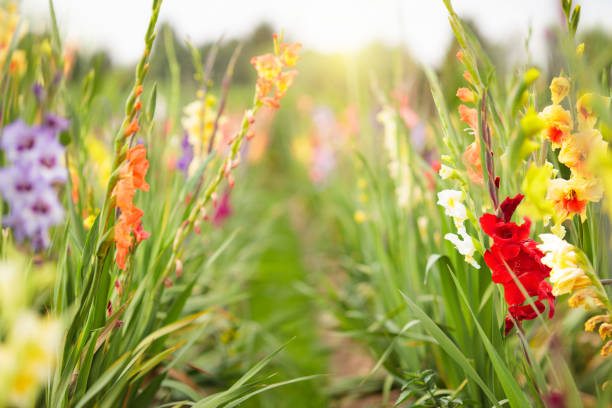 Field of beautiful gladiolus flower. Flowers in the garden. Gardening in autumn. Blooming field in late summer or early fall.