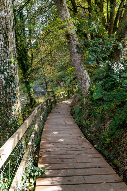 istock Wooden path winding through lush green forest in autumn 2178009170
