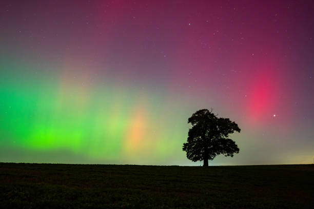 istock Aurora borealis northern lights above a lone tree. 2178010453