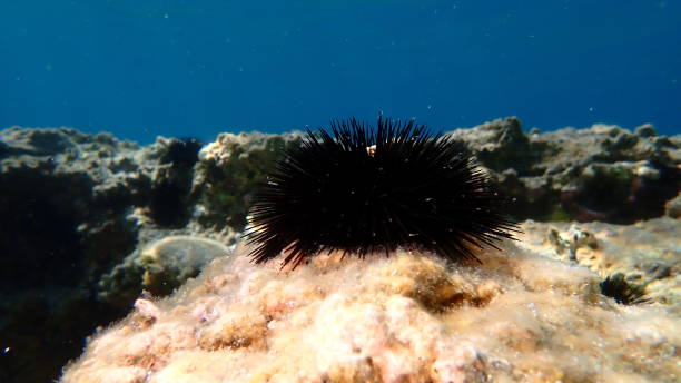 istock Black sea urchin (Arbacia lixula) undersea, Aegean Sea 2178011609