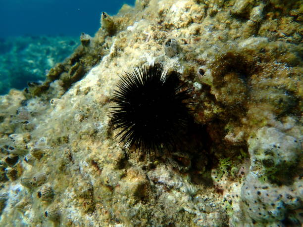 istock Black sea urchin (Arbacia lixula) undersea, Aegean Sea 2178011615