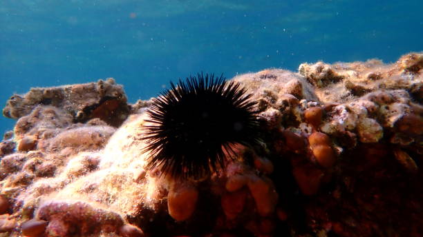 istock Black sea urchin (Arbacia lixula) undersea, Aegean Sea 2178011645