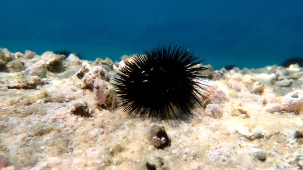istock Black sea urchin (Arbacia lixula) undersea, Aegean Sea 2178011653