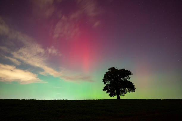 Wide angle view of the aurora borealis northern lights above a lone tree.
