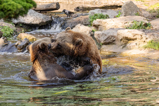 two Wild brown bear,ursus arctos playing in the water. bears fight in the water, taking various poses with open mouths and splashes around