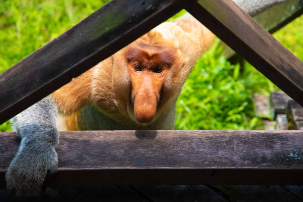 Female Proboscis monkey in the rainforest in Puting National Park, on the bank of the Sekonyer River, Central Kalimantan, Indonesia Malaysia. The proboscis monkey or long-nosed monkey (Nasalis larvatus) with an unusually large nose (especially males), pot belly, and reddish-brown fur. Another name of this primate is 'Monyet belanda' monkey, literally meaning 'long-nosed'.