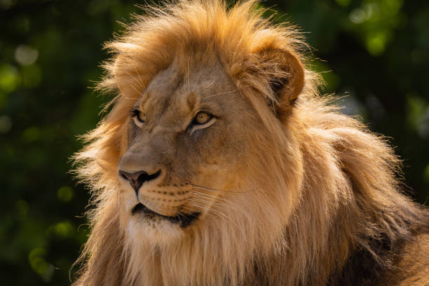 istock close-up image of a lion's head. expression is calm and majestic 2178013528