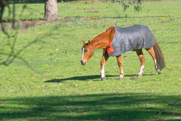 istock Horse grazing on the pasture field 2178013550