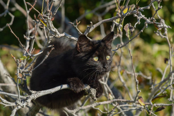 istock A black kitten sits on a tree branch in autumn. Cat in the garden. 2178014777