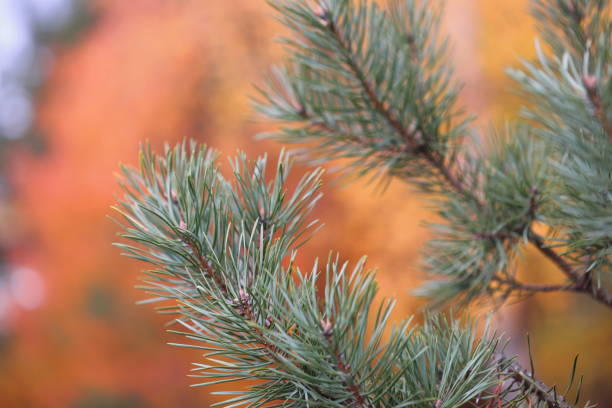 A close-up shot of a pine tree trunk, blurred background.