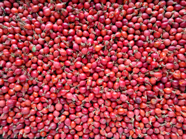 istock rosehip rose hip red fruit rose plant 2178016361