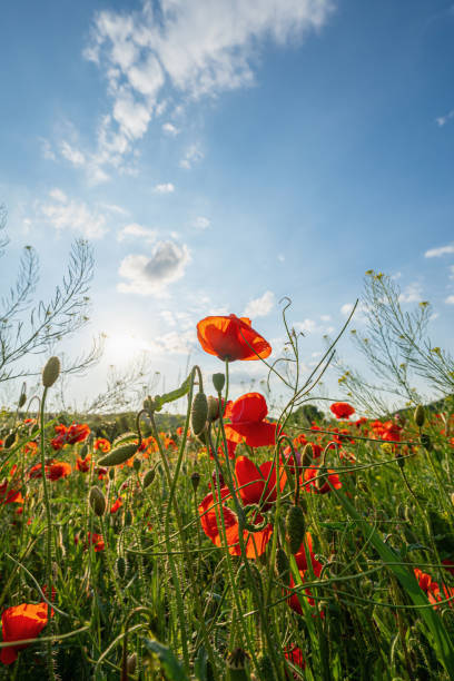 istock Fields dotted with lots of red poppies in spring with a slightly cloudy blue sky 2178016664