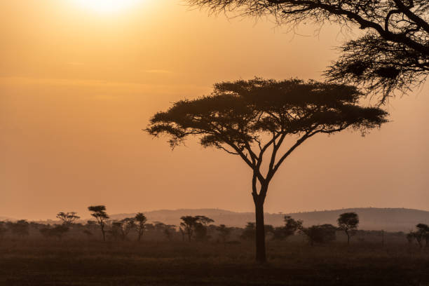 istock Sunset in the Serengeti 2178018107