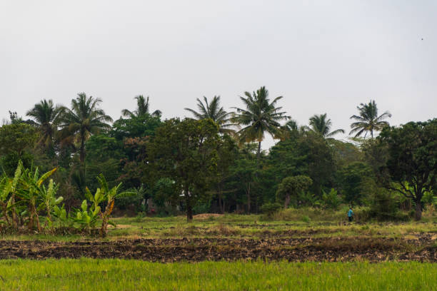 istock Rice plantation in Mto Wa Mbu 2178018121