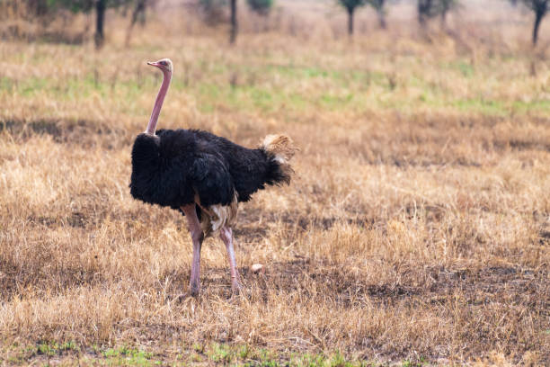 istock Ostriches in the Serengeti 2178018133