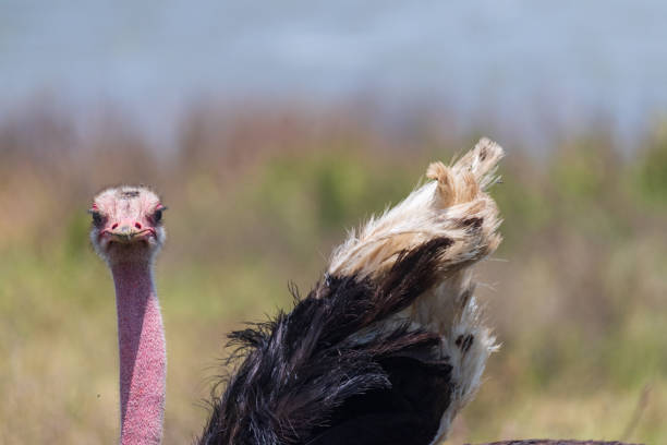 Low-angle close-up of a group of curious ostriches against a bright blue sky, highlighting their long necks and distinctive facial expressions.