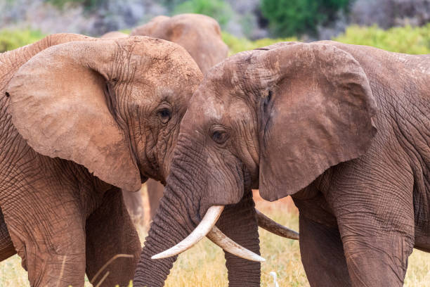istock African elephant in Samburu National Reserve 2178018153
