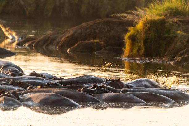 istock Hippo pool in the Serengeti 2178018187