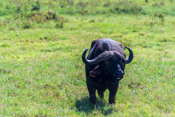 istock Buffalos in Lake Nakuru National park 2178018188