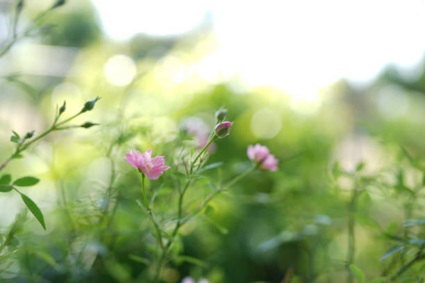 Daisies in the sunlight