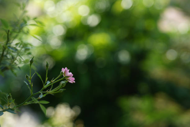 small pink rose with lush green background