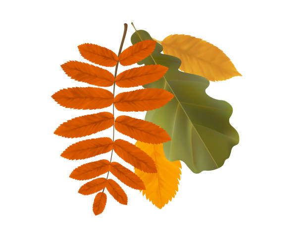 istock Composition of realistic oak, rowan and aspen autumn leaves. Yellow, green, orange flying fall vibrant leaves. Vector illustration 2178019595