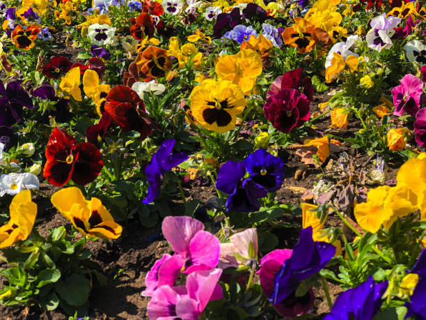 istock Flowers colours Garten yellow violet pink 2178019648