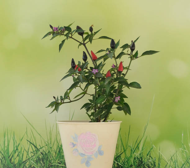 hot pepper seedlings in pot
