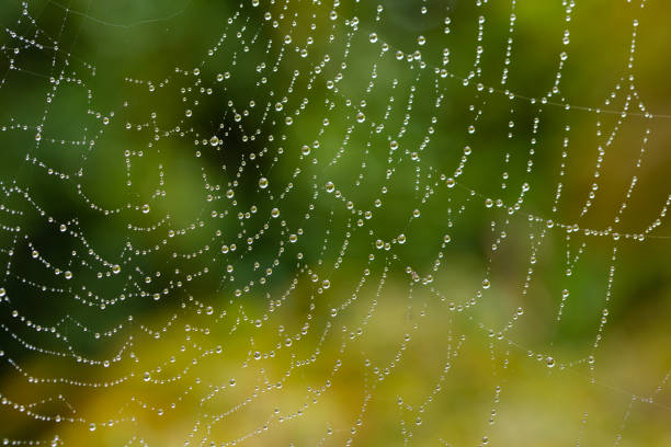 istock A dew-covered web against a soft focus green and yellow background in autumn 2178022274