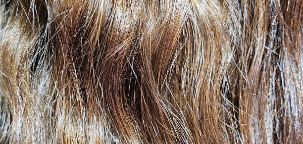 istock real hair types for hair extensions and wig, toupee 2178024105