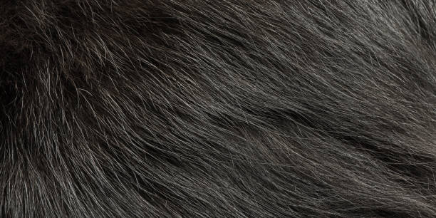 istock Fur kitten black as background web size. Cat fur macro photography. 2178024227