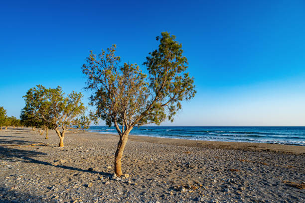 istock Flat, stony beach scattered with trees at sunset 2178026051