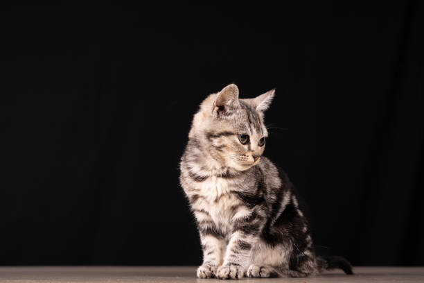 istock A cute little cat in the background 2178026513