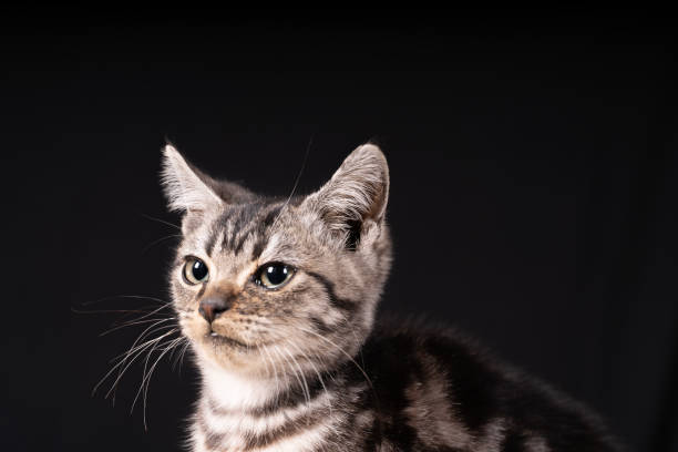 istock A cute little cat in the background 2178026517