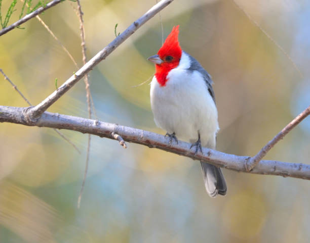 Typical Cardinal 350+ Red Crested Cardinal Photos Stock Photos, Pictures & Royalty-Free ...