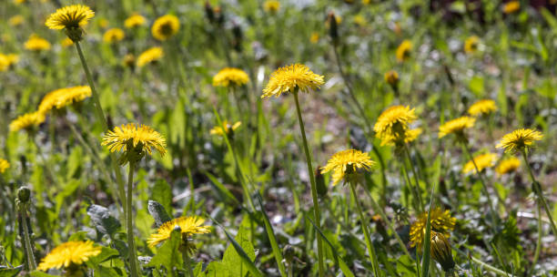 istock Yellow dandelions in bloom are on a green meadow 2178032070