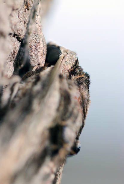 Black eyes are crisp and cool Sweetpotato hornworm moth on the tree bark (Ebigarasuzume, Agrius convolvuli,)  (Natural+flashlight, close-up macro photography)