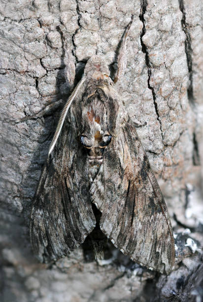 Black eyes are crisp and cool Sweetpotato hornworm moth on the tree bark (Ebigarasuzume, Agrius convolvuli,)  (Natural+flashlight, close-up macro photography)