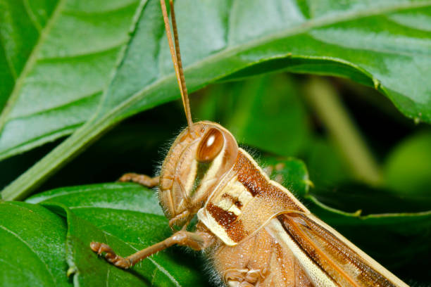 Closeup photo of a grasshopper sitting on a stalk